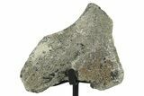 Fossil Sauropod Vertebra Section w/ Metal Stand - Colorado #294906-2